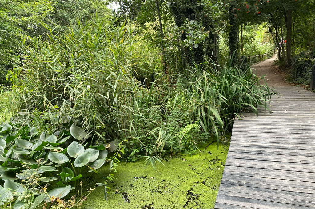 World Wetlands Day: Camley Street Natural Park, King's Cross