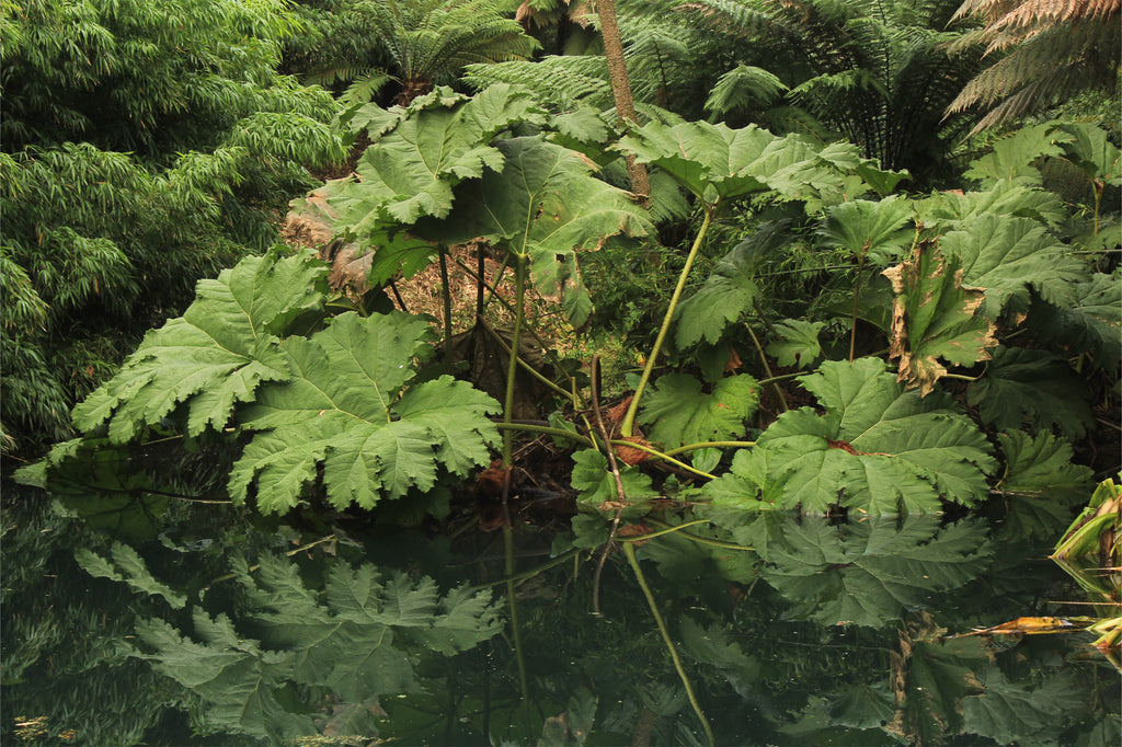 Secret Gardens: The Lost Gardens of Heligan, Cornwall