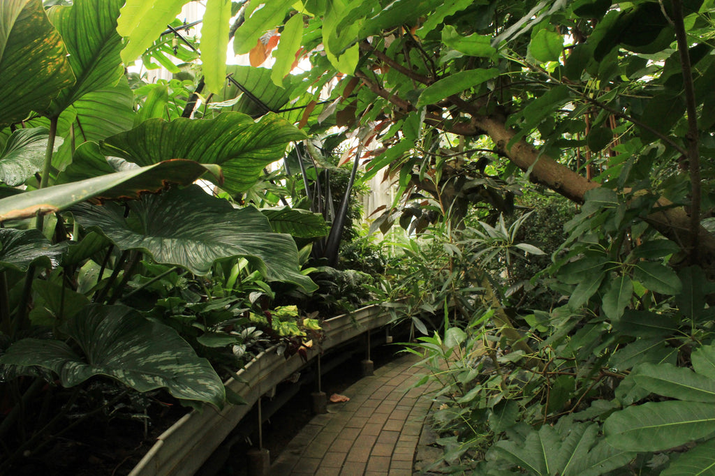 Secret Gardens: Botanical Garden Copenhagen