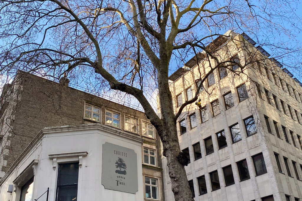 World Love a Tree Day: the Cheapside Plane Tree