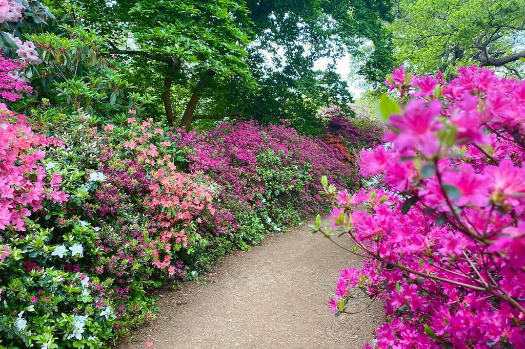 Secret Gardens: Isabella Plantation, Richmond