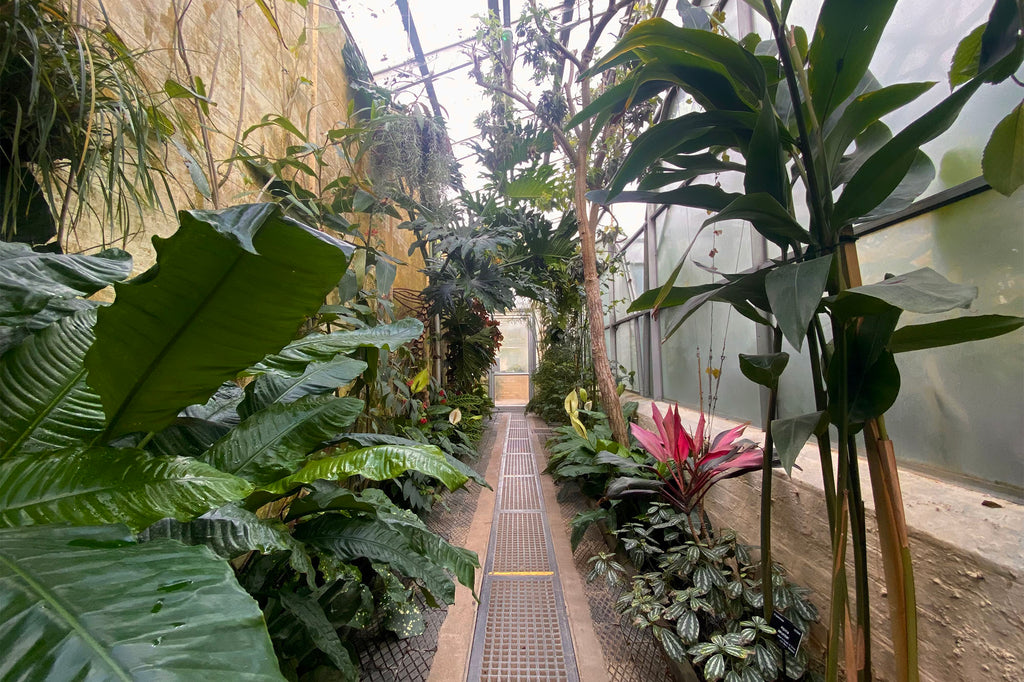 Secret Gardens: Oxford Botanic Garden