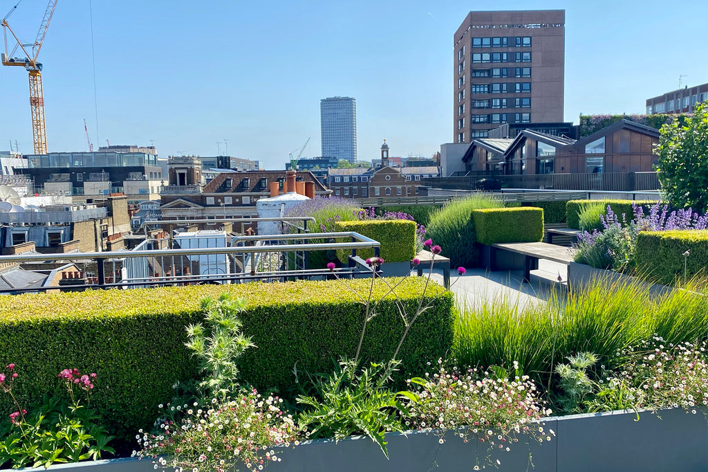 Secret Gardens: Exploring Shaftesbury Capital's Wild Rooftop in Carnaby Street