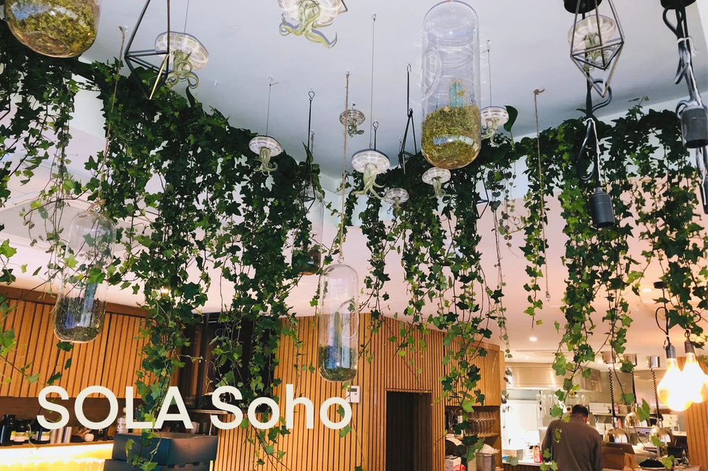 Garden Projects: SOLA Soho