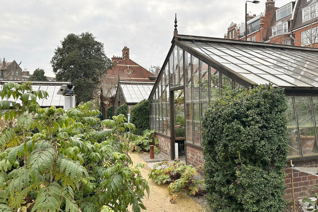Secret Gardens: A Snowdrop Spectacle at Chelsea Physic Garden