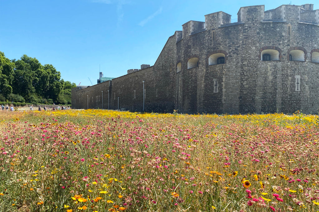 Secret Gardens: Superbloom at the Tower of London