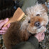 Angled Pet Grooming Brush