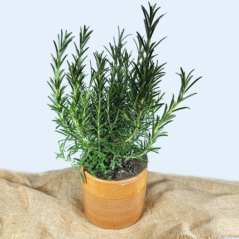 Large Apricot Orange Handmade Ceramic Plant Pot 12cm