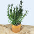 Large Apricot Orange Handmade Ceramic Plant Pot 12cm