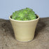 Mini Butter Yellow Handmade Ceramic Plant Pot