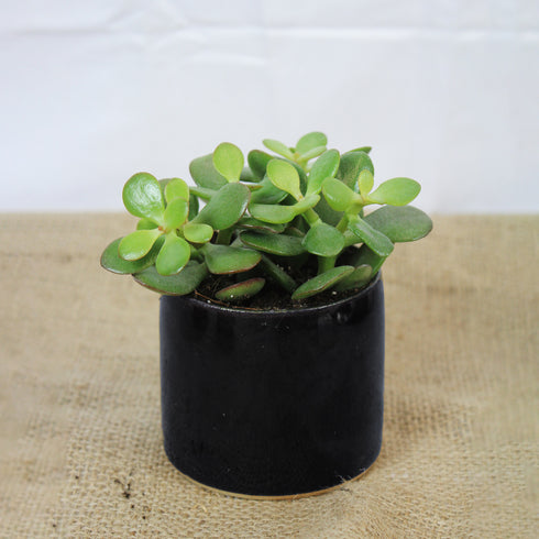 Mini Midnight Blue Handmade Ceramic Plant Pot