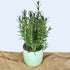 Large Mint Green Handmade Ceramic Plant Pot 12cm