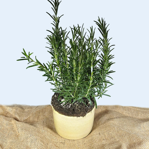 Large Sand Yellow Handmade Ceramic Plant Pot 12cm