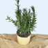 Large Sand Yellow Handmade Ceramic Plant Pot 12cm