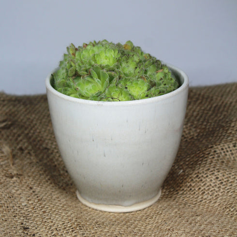 Mini Seashell White Handmade Ceramic Plant Pot