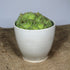 Mini Seashell White Handmade Ceramic Plant Pot