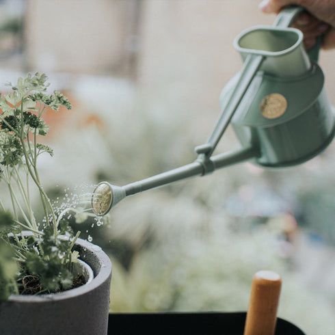 Langley Sprinker One Pint Watering Can (Sage Green)